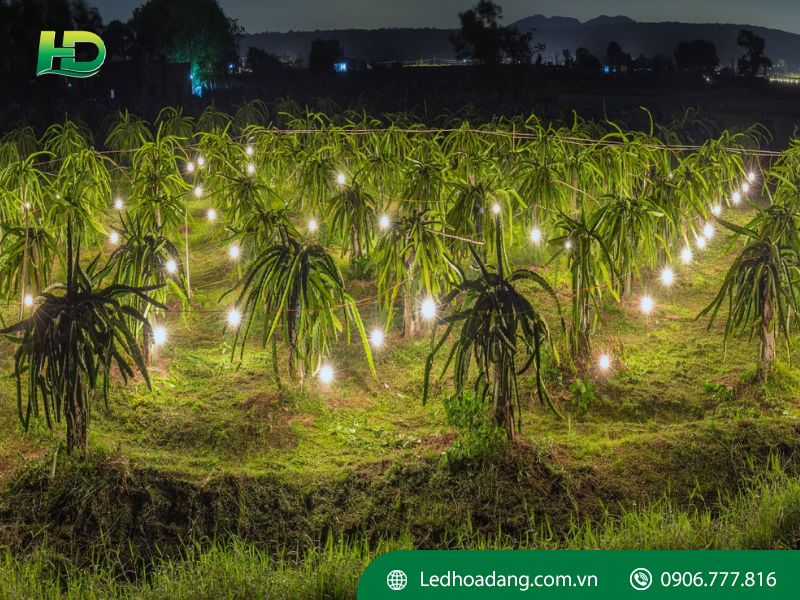 đèn pha led ngoài trời chiếu sáng nông nghiệp